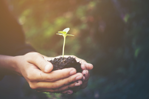 close-up of two hands holding a clump of dirt with a small plant sprouting up from it, illustrating that the team at Healing Path Therapy is committed to providing a safe, supportive, and affirming environment for our staff, associates, and their clients.